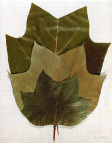 Leaves