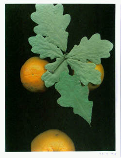 Leaves and Oranges II