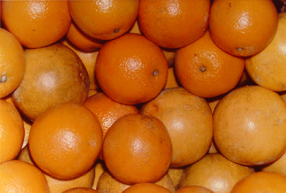 Still Life Photo - Oranges